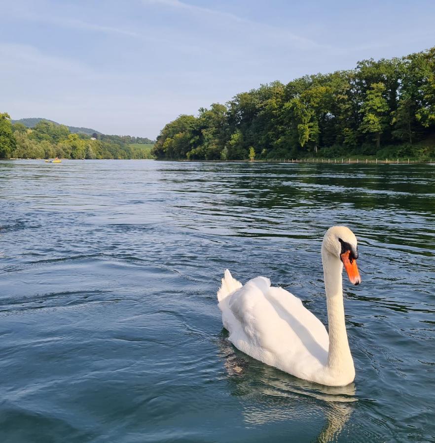 Ferienwohnung Rheinblick In Buesingen -Keine Monteure- Busingen Εξωτερικό φωτογραφία